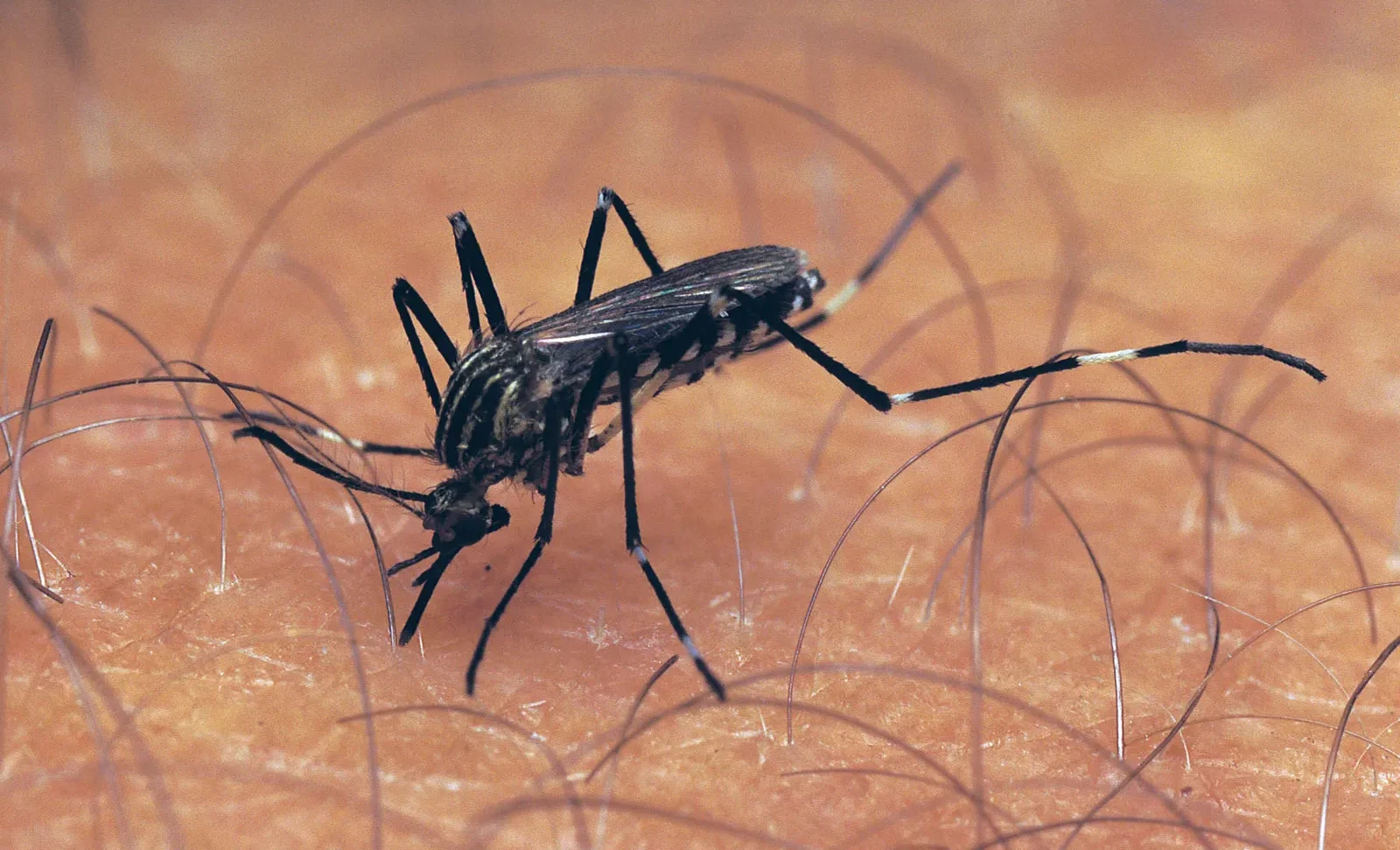 How to Avoid Being a Mosquito Magnet This Summer 2022